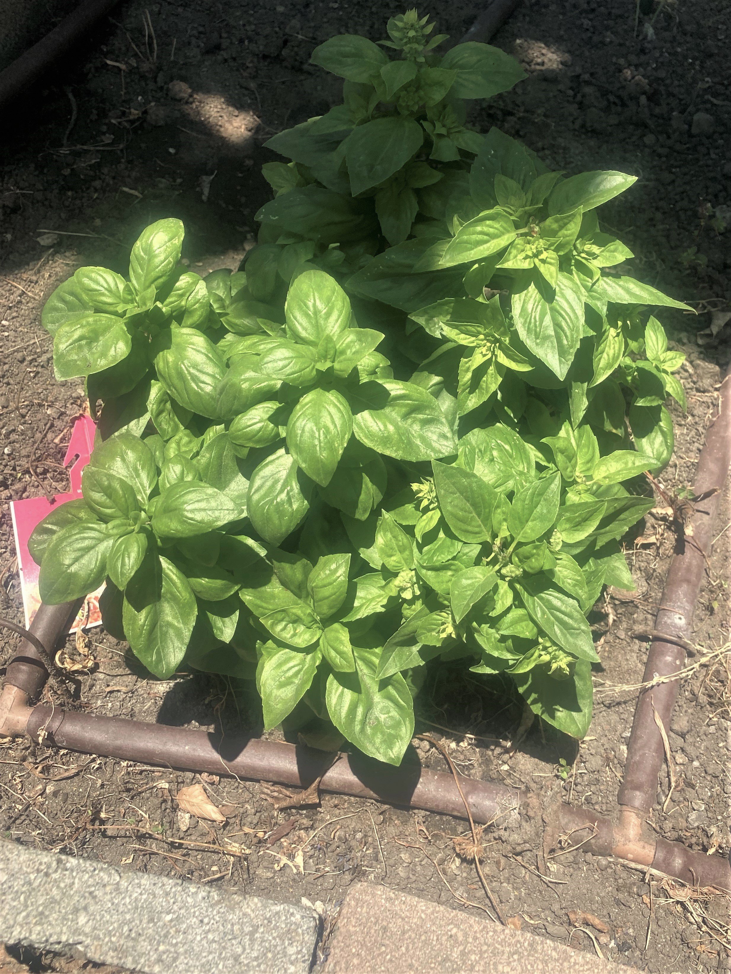  and basil which Arianna used to prepare pesto for the pasta served for our lunch. 