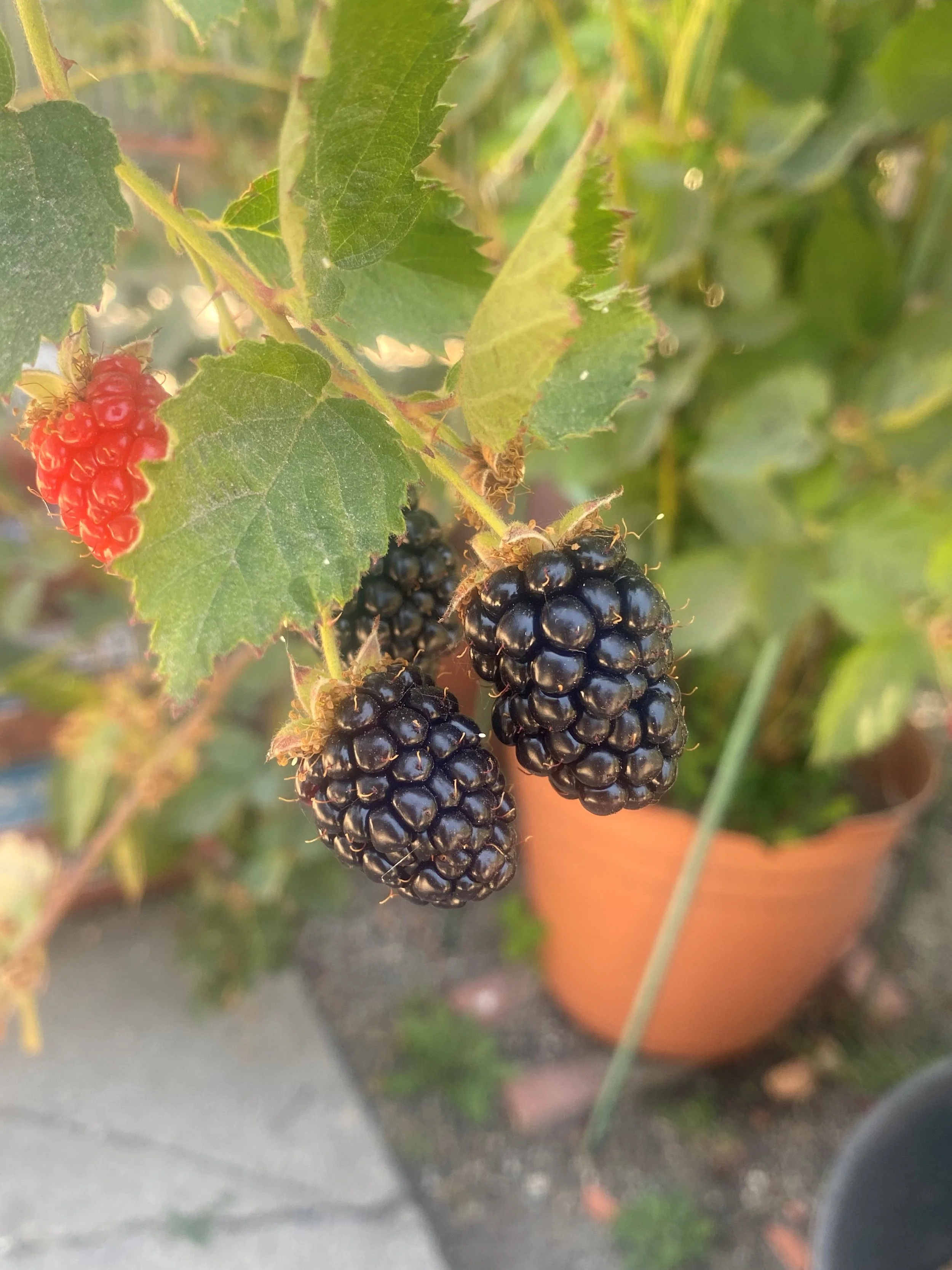 Blackberries were ready to be picked.