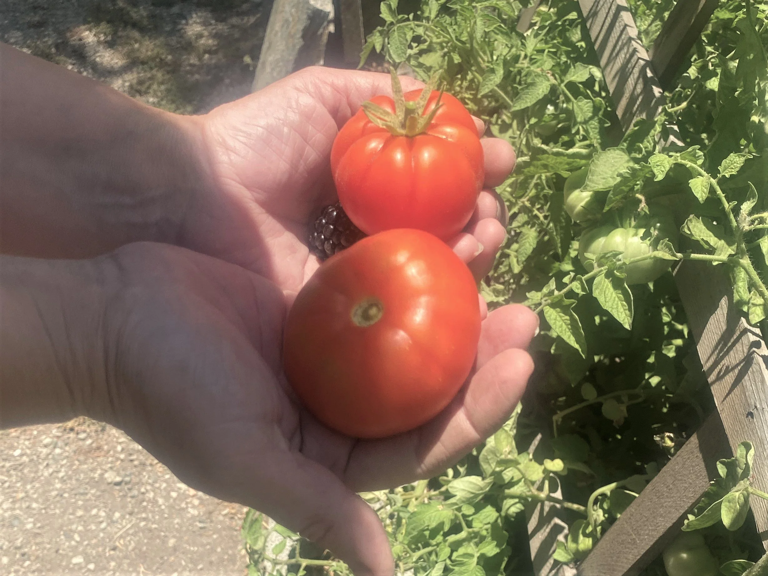 and several varieties of tomatoes.