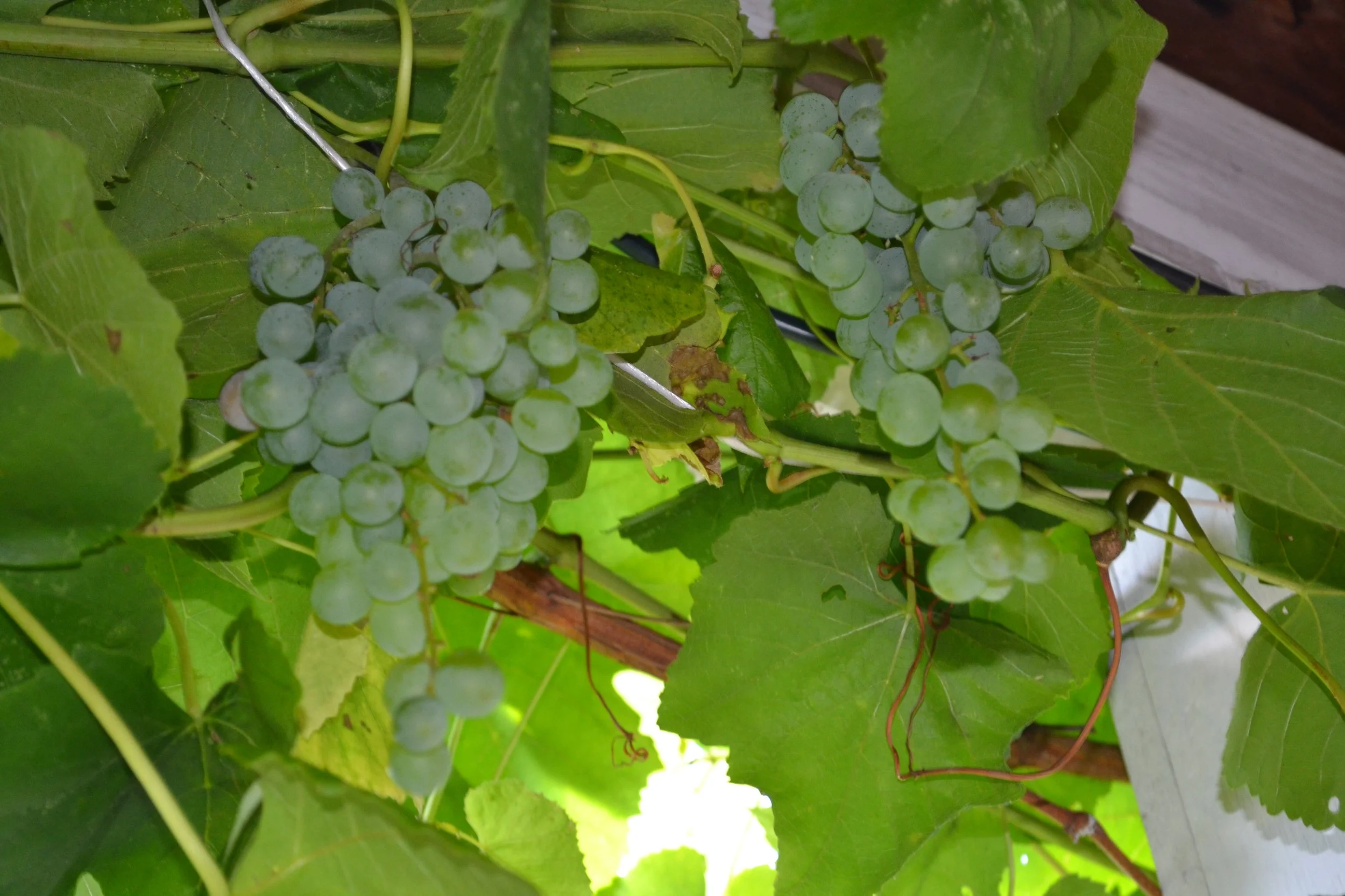 DSC_2108.JPG