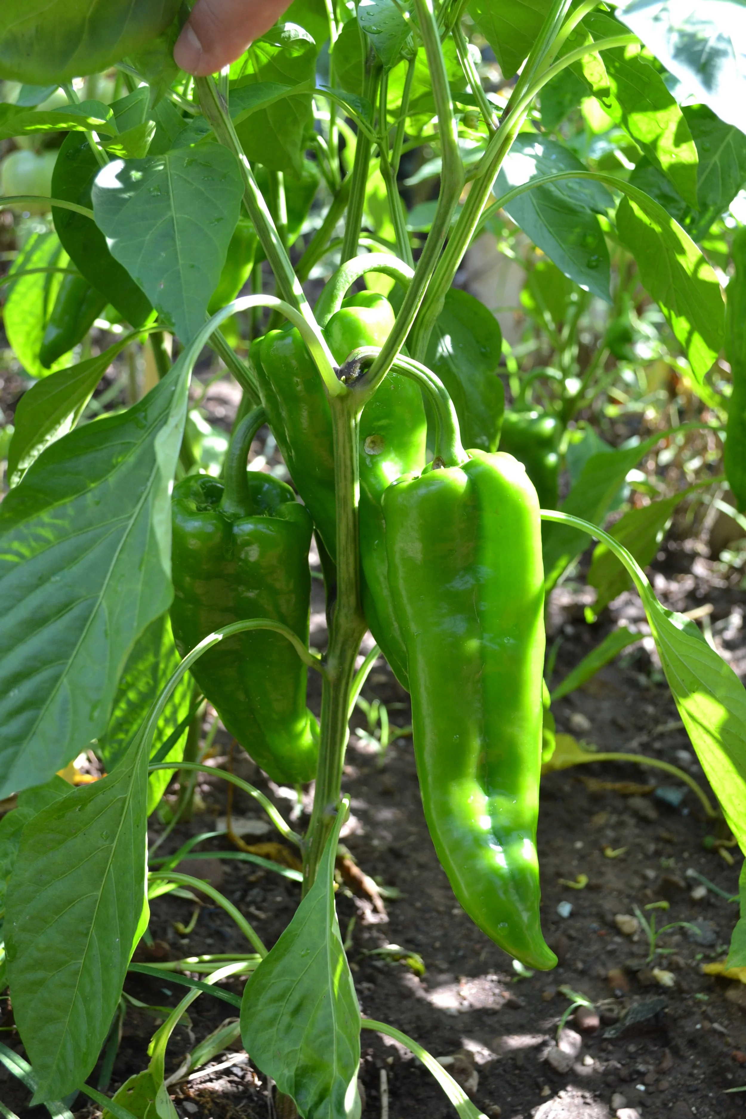 DSC_2081.JPG