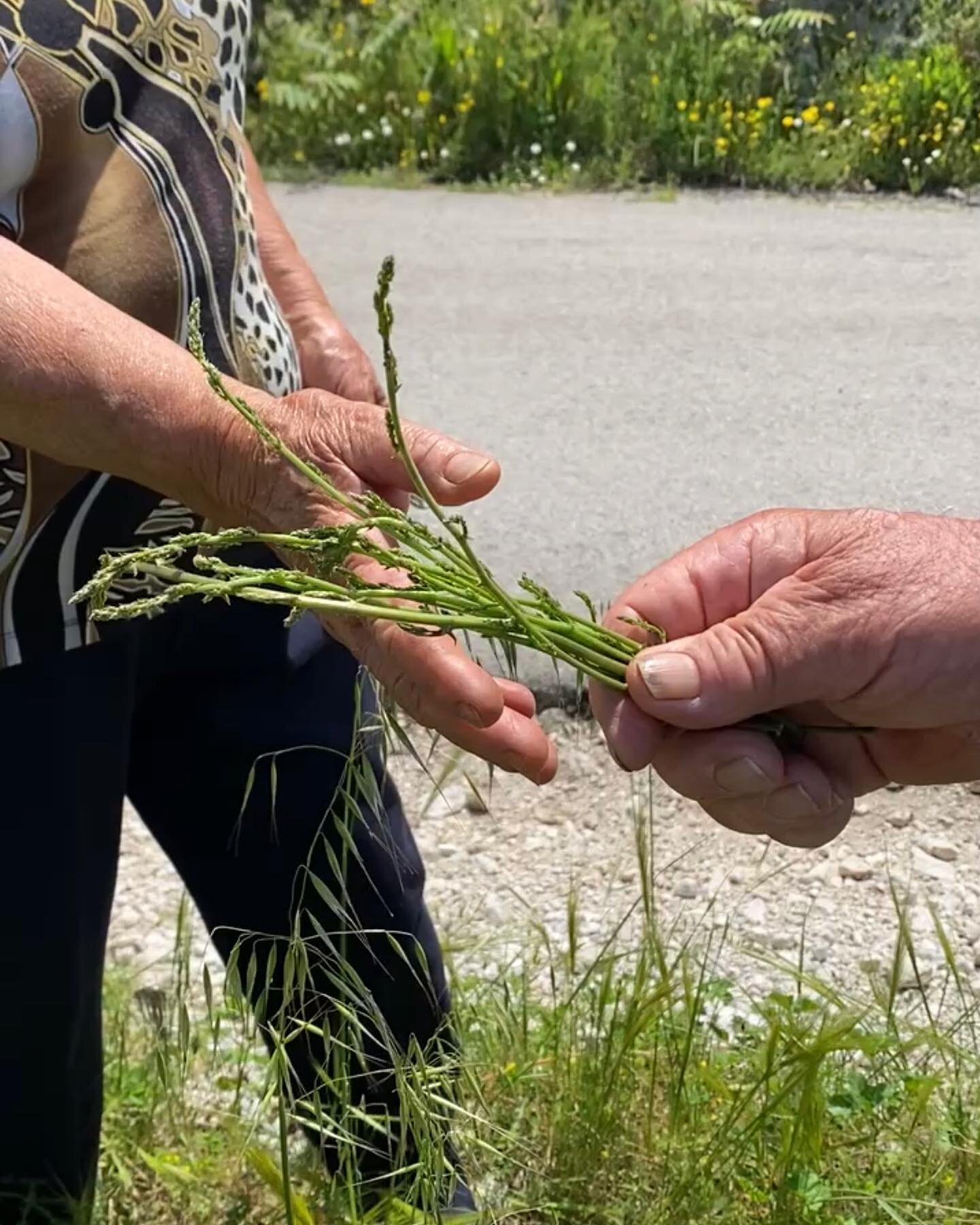An outing to the castle above the village turned into a wild asparagus (asparagi) foraging expedition with two expert guides. My cousins Teresa and Luigi gathered enough asparagus for a frittata for pranzo. Even though it was late in the season, they
