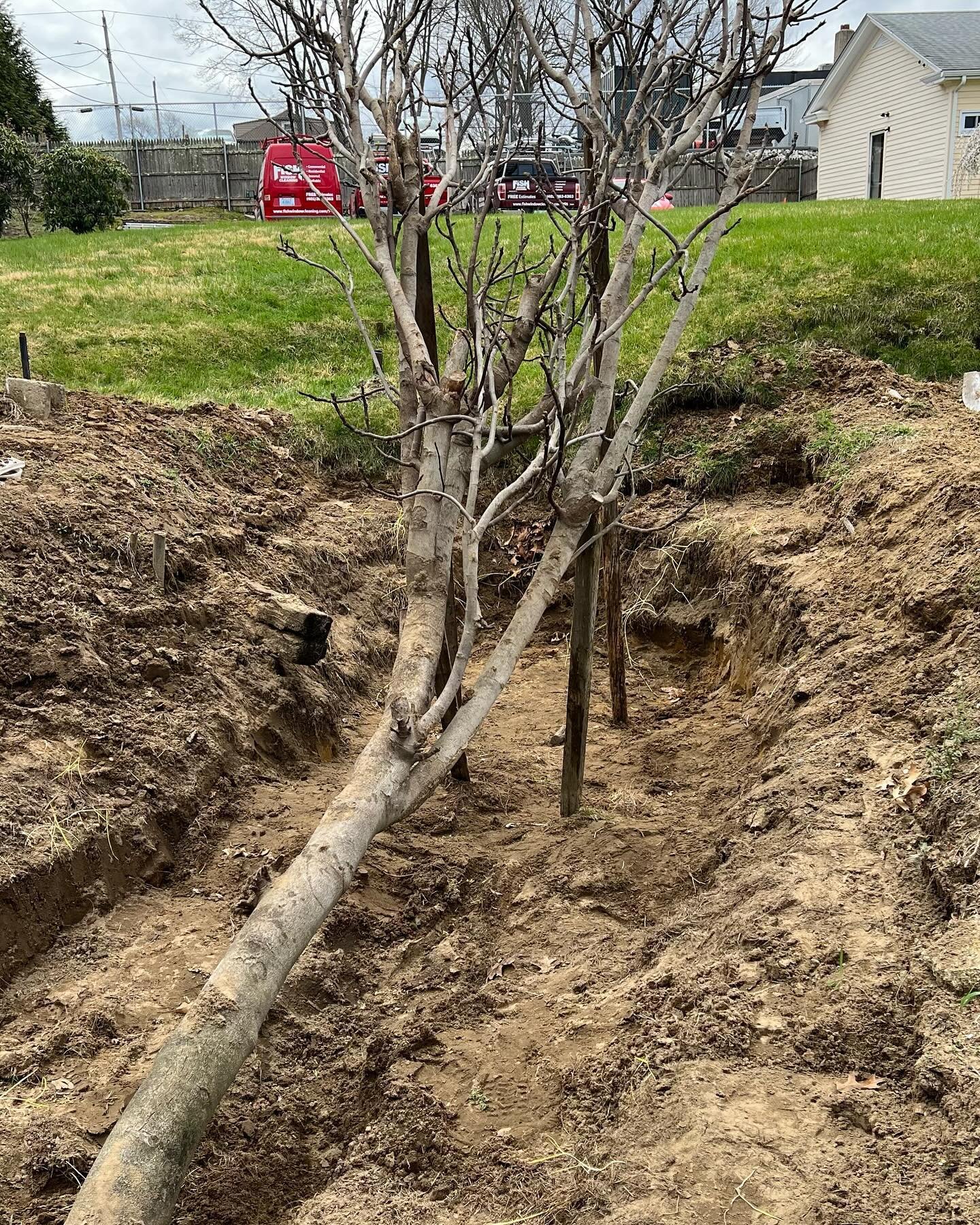 It&rsquo;s that time of year when fig growers in cold climates are unearthing or unwrapping their fig trees that have spent the winter underground or bundled in layers of protection to keep them from freezing.  I witnessed this annual ritual last wee