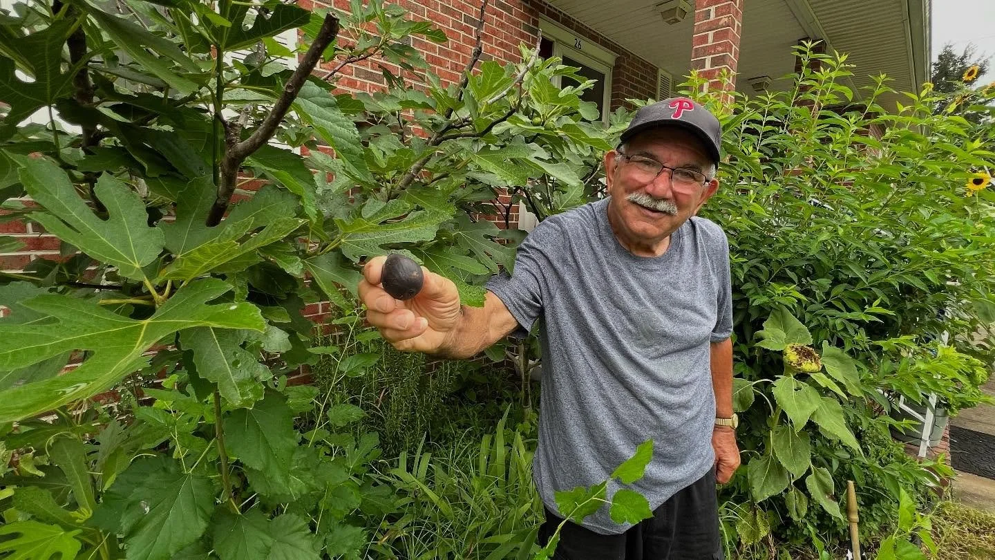 My first fig of the season! 
 
July 19 &ndash; What a wonderful garden documentation visit with the Chila family of Mickleton, NJ.! A huge thank you to Christina Chila who contacted me to let me know about her amazing parents and their beautiful way 