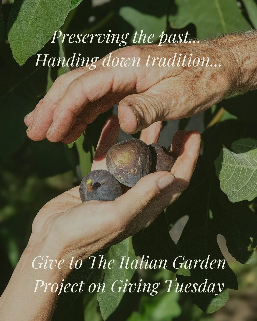 Preserving the past.
Handing down tradition. 🍇✨

For generations, figs, seeds, and stories have been passed hand to hand, just like this. On Giving Tuesday, you can help us continue documenting and celebrating the Italian American garden traditions 