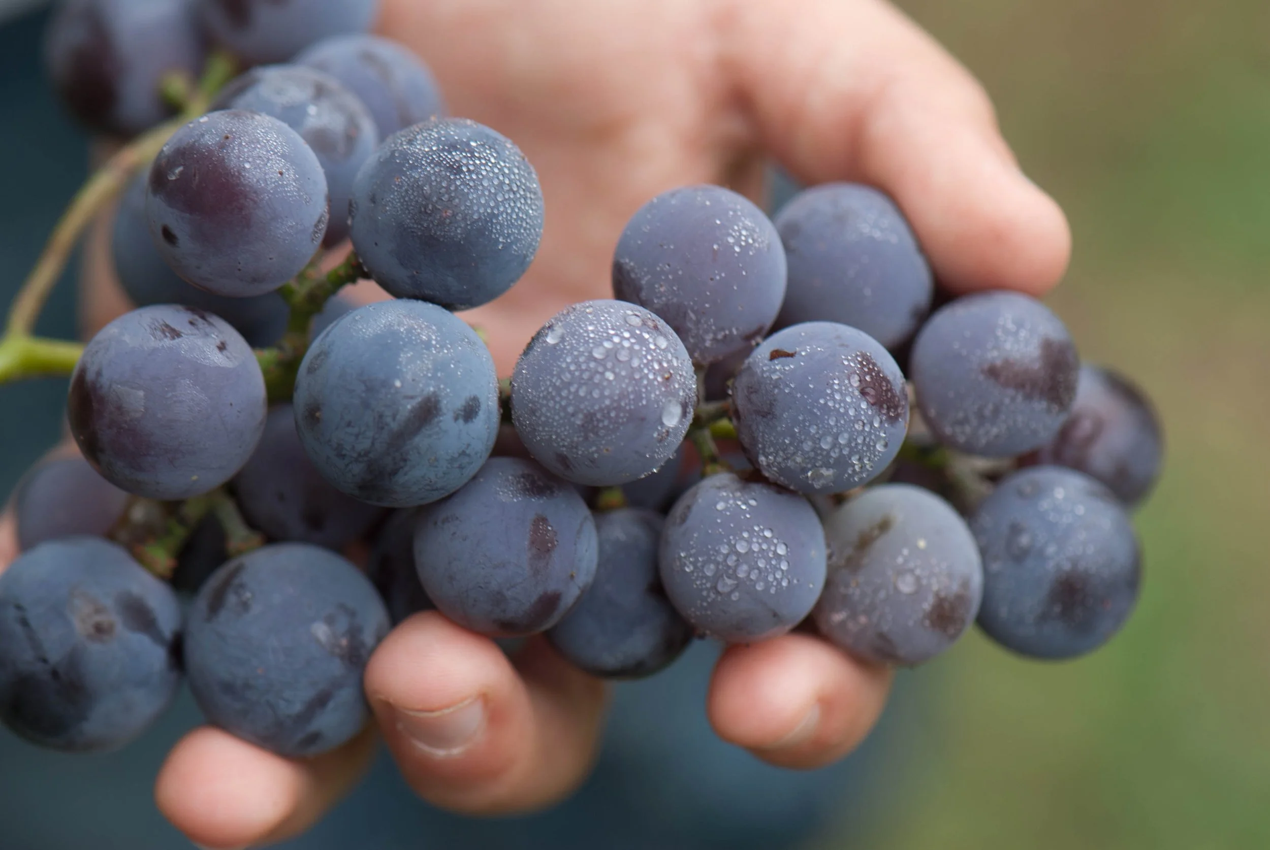 Grape identification: I was wondering if you might be able to help me identify what type of grape my family brought to NYC…