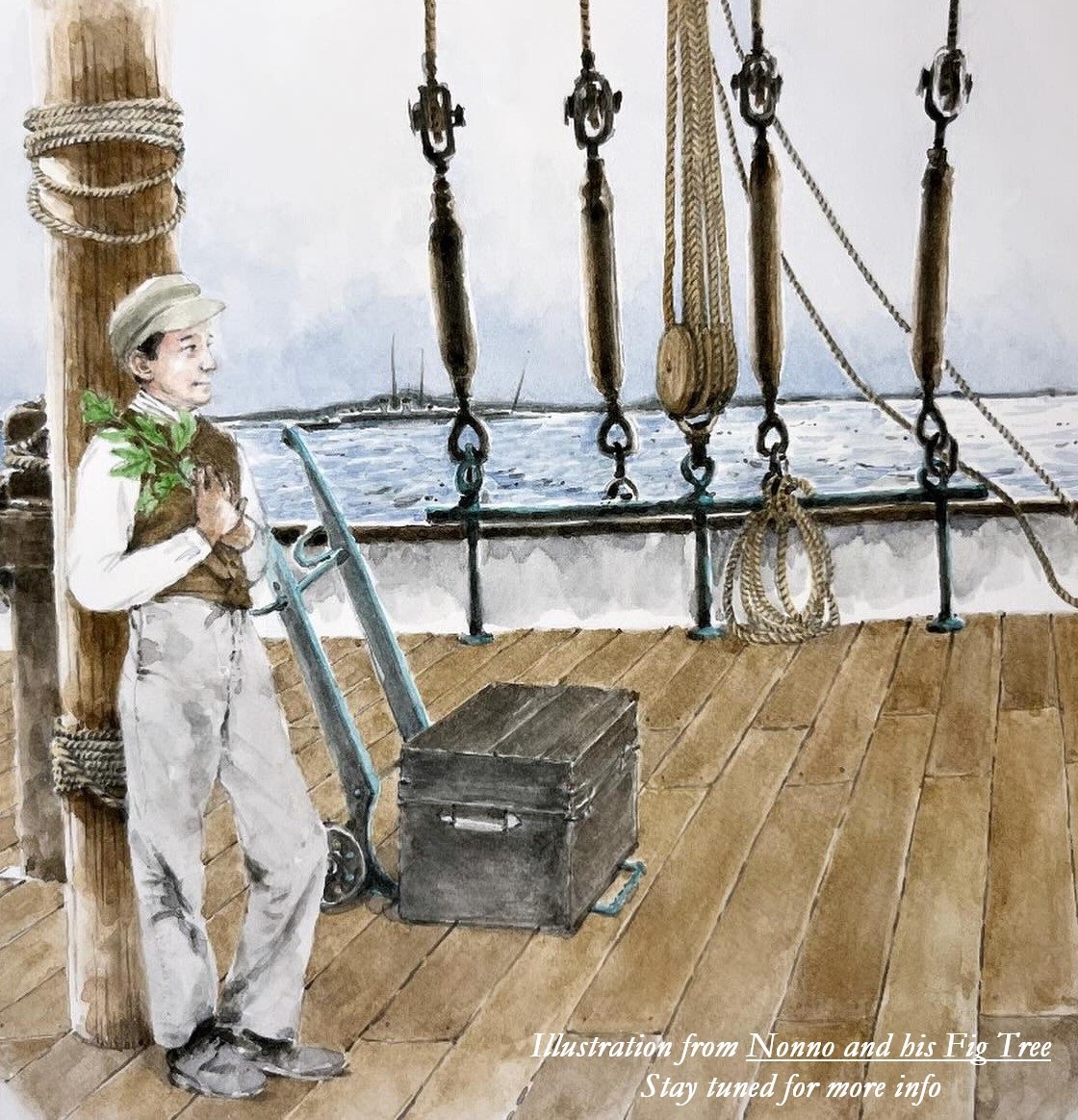 Figs:  How did early Italian immigrants prepare fig cuttings for long ocean voyages?