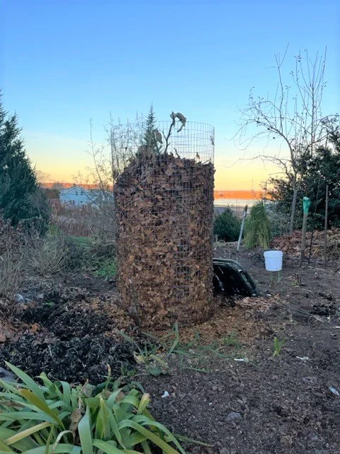Celeste fig tree gets a winter coat! — The Italian Garden Project