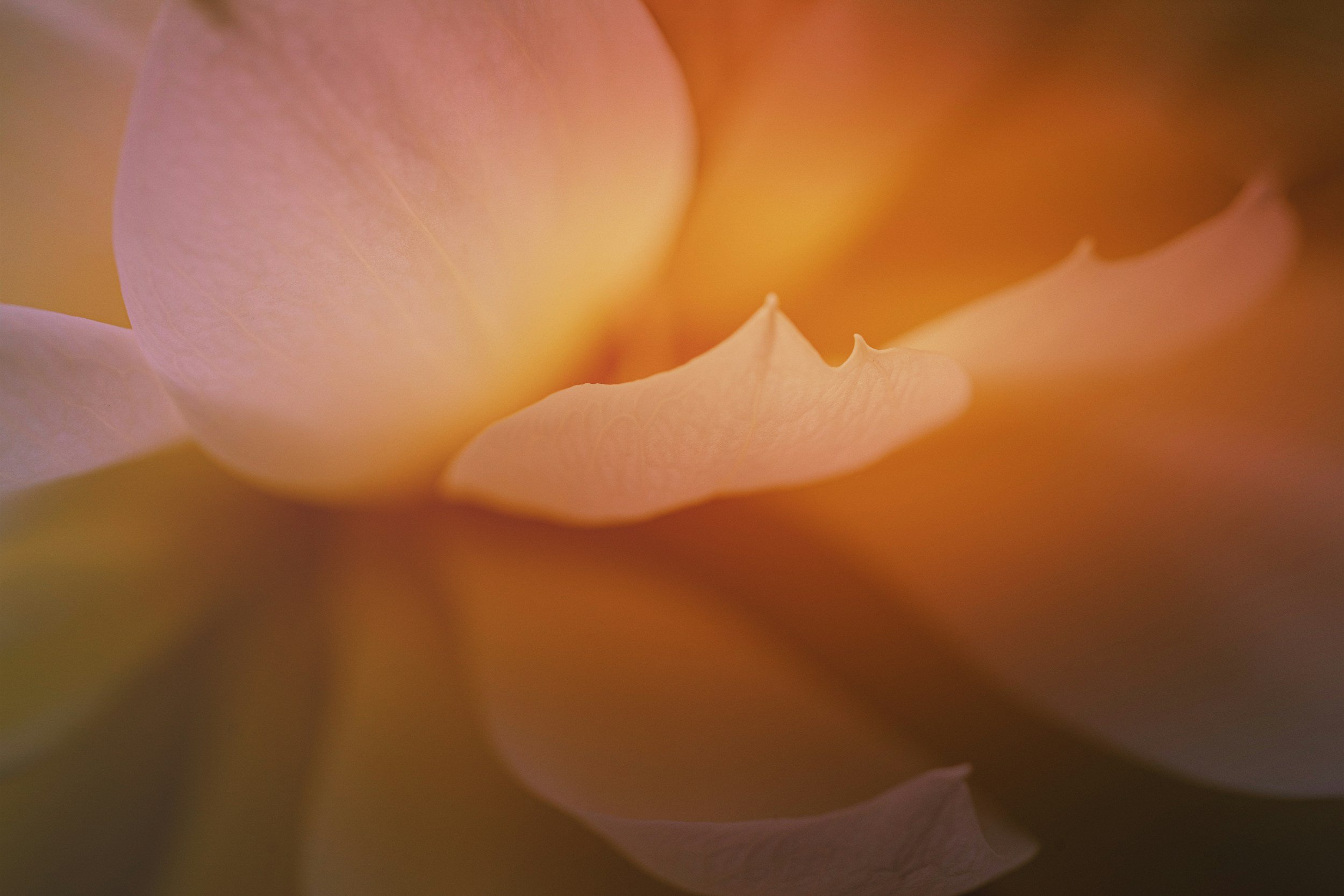 Close-up of peach-colored flower petals with soft focus and subtle textures.
