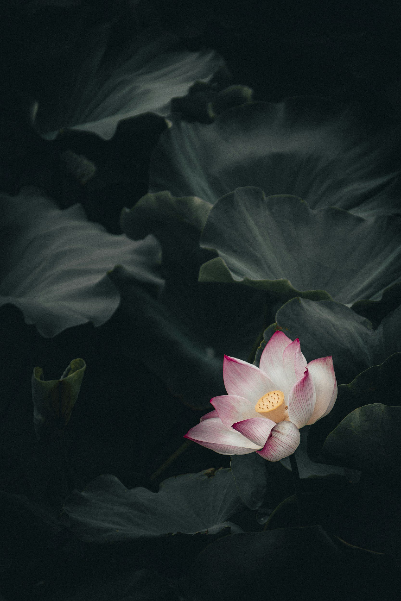 A pink and white lotus flower with green leaves surrounding it, set against a dark background.