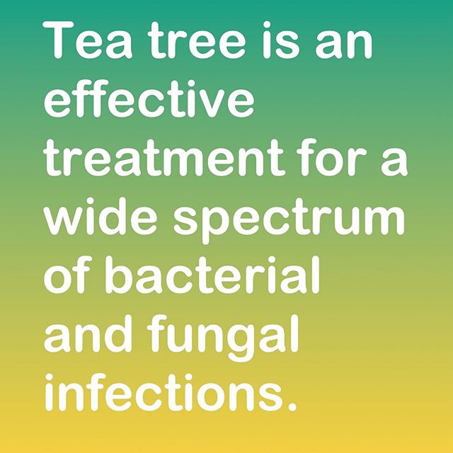 How About Some Afternoon Tea Tree?