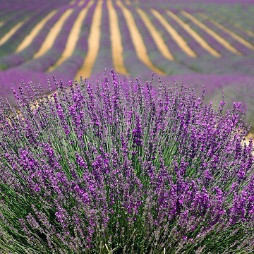 https://www.justactnatural.com/home/lavenderoil
