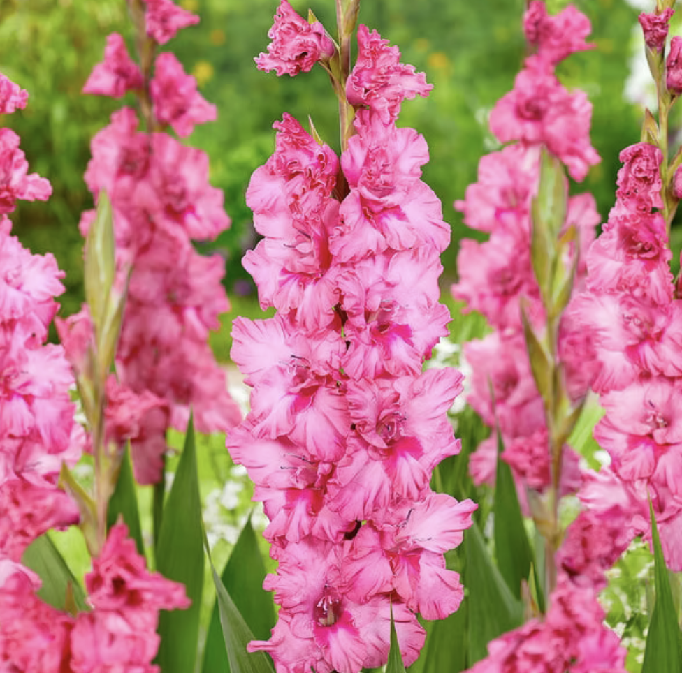 Screenshot 2026-04-20 at 11.04.07 AM.png