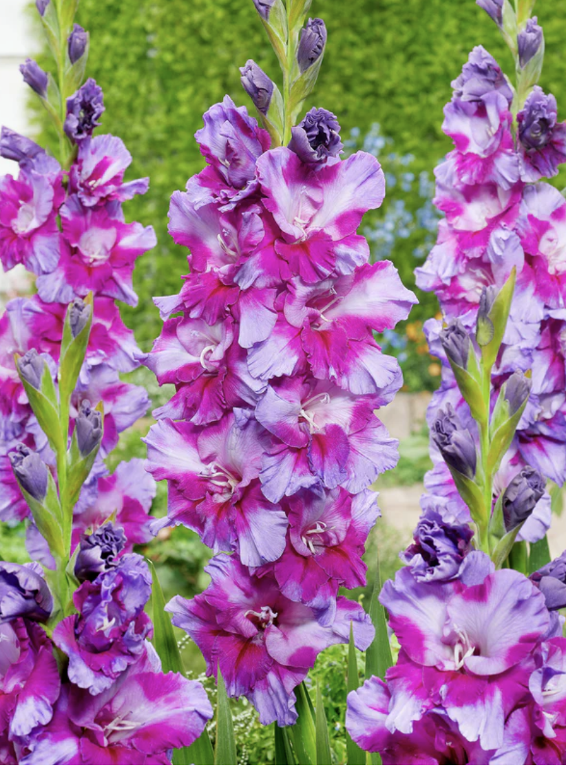 Screenshot 2026-04-20 at 11.23.01 AM.png