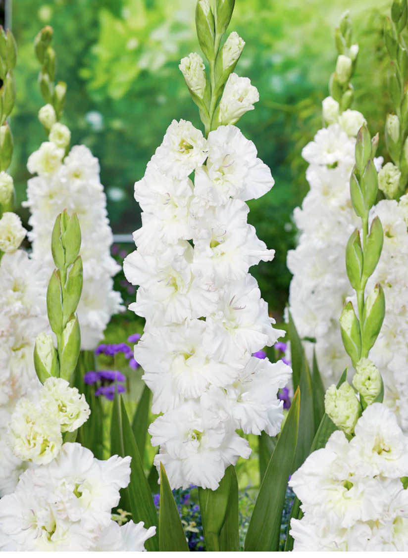 Screenshot 2026-04-20 at 11.17.27 PM.png