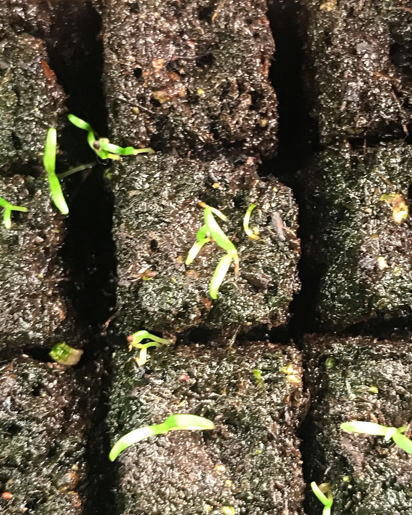 Seeding is well underway here!  I am once again planting all my favourites and once again trying my hand at these beauties.  These are the famous Colibri Icelandic poppies, seeds courtesy of @unicornblooms.  I have never been able to germinate a seed