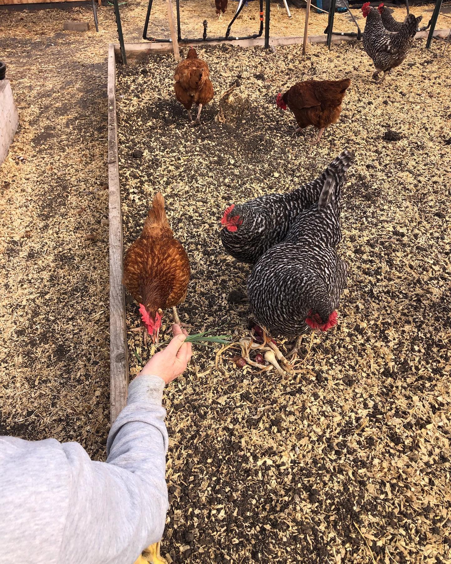 Well it is that time of year again when these ladies lose there giant winter playground.  Every winter the greenhouse turns into a large dust bath beach from November to April. 

These chickens have the best time digging, running around and hanging o