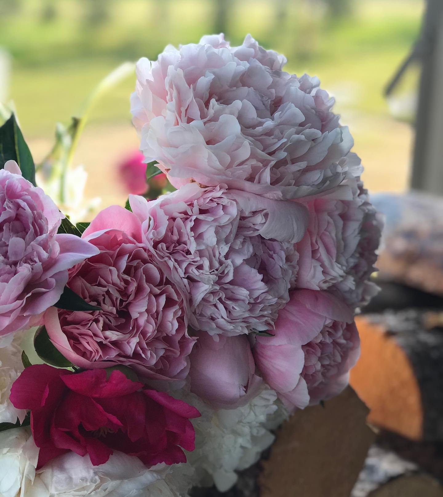 Peony season is coming to a close soon and it has been spectacular.  Such a beautiful flower that makes such an impact whether it is blooming in the garden or in a vase on the table.  Probably my all time favourite perennials and certainly in my top 
