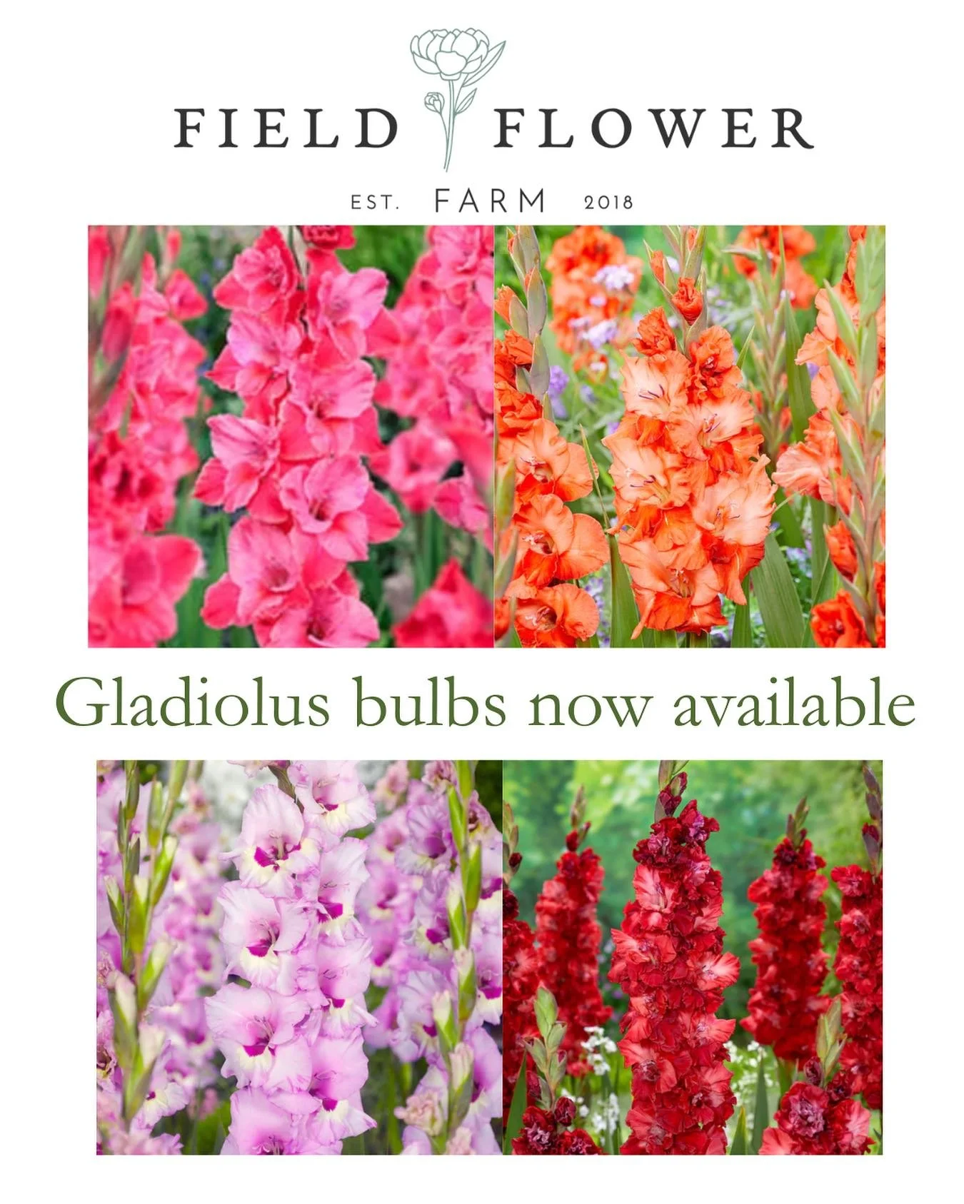 We are offering  gladiolus bulbs for sale this season for your garden. Visit our website fieldflower.ca for details.

We have a beautiful curated collection and a very limited amount of each collection.  Email us for details on how to purchase.  Thes
