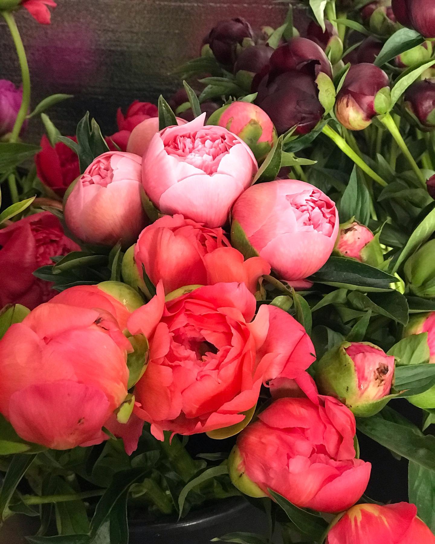 Peony bunches and buckets available for preorder.

 Email us at fieldflowerfd@gmail.com for more information.
