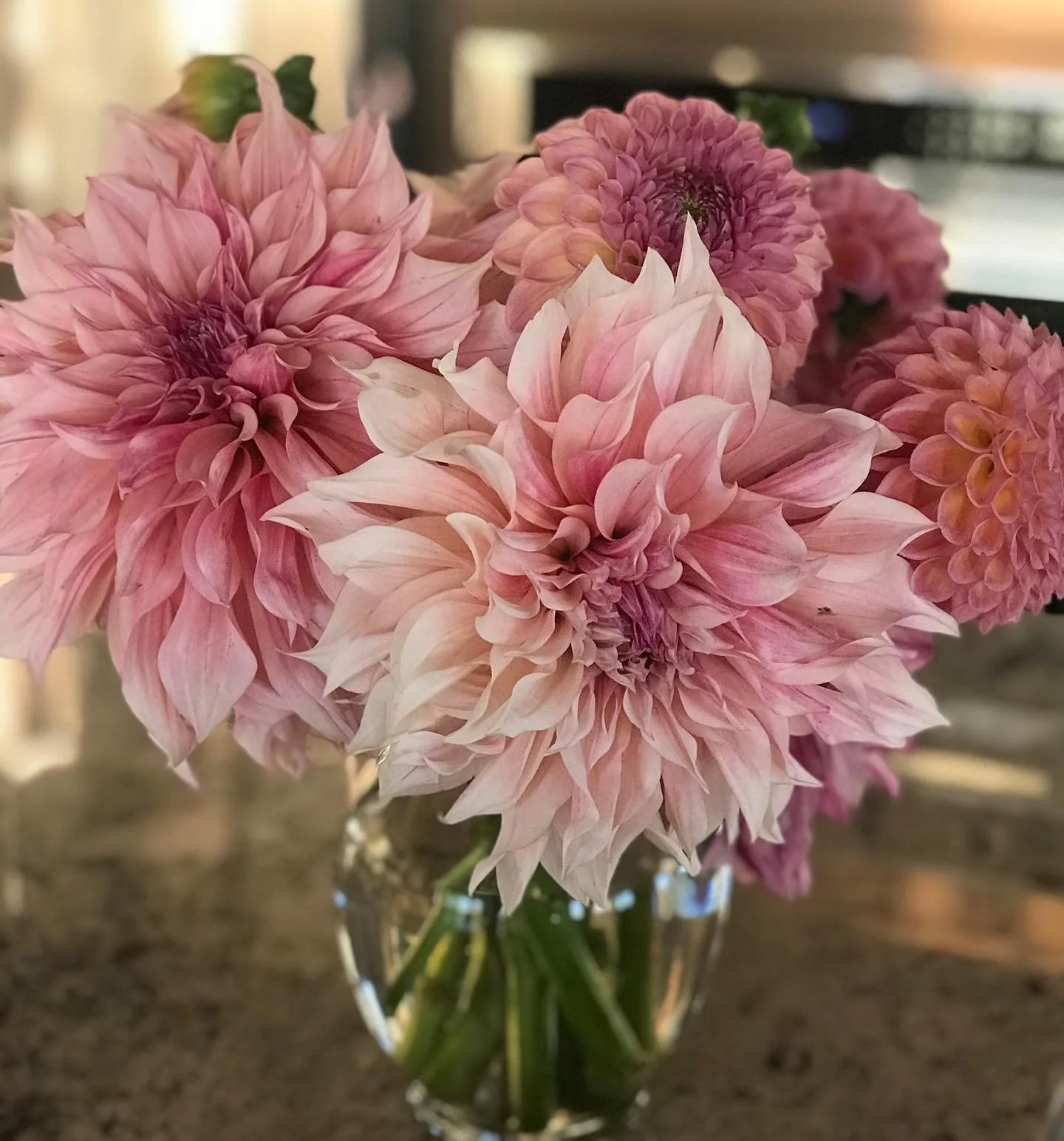 Lovely dinner plate dahlias!  I haven&rsquo;t grown many varieties because of their very short vase life, but they sure do make an impact.💕