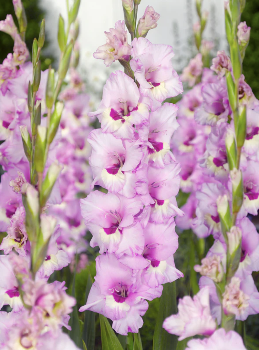 Screenshot 2026-04-20 at 11.22.35 AM.png