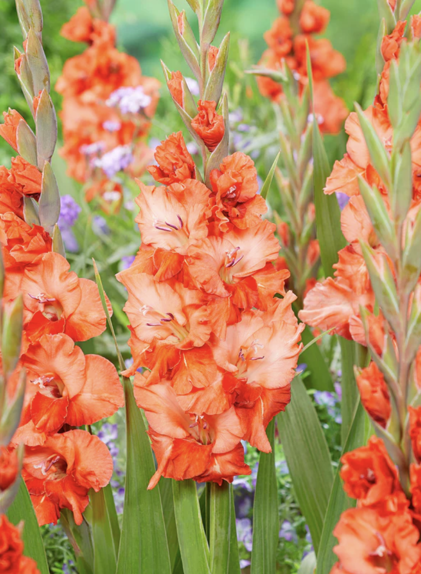 Screenshot 2026-04-20 at 11.23.27 AM.png