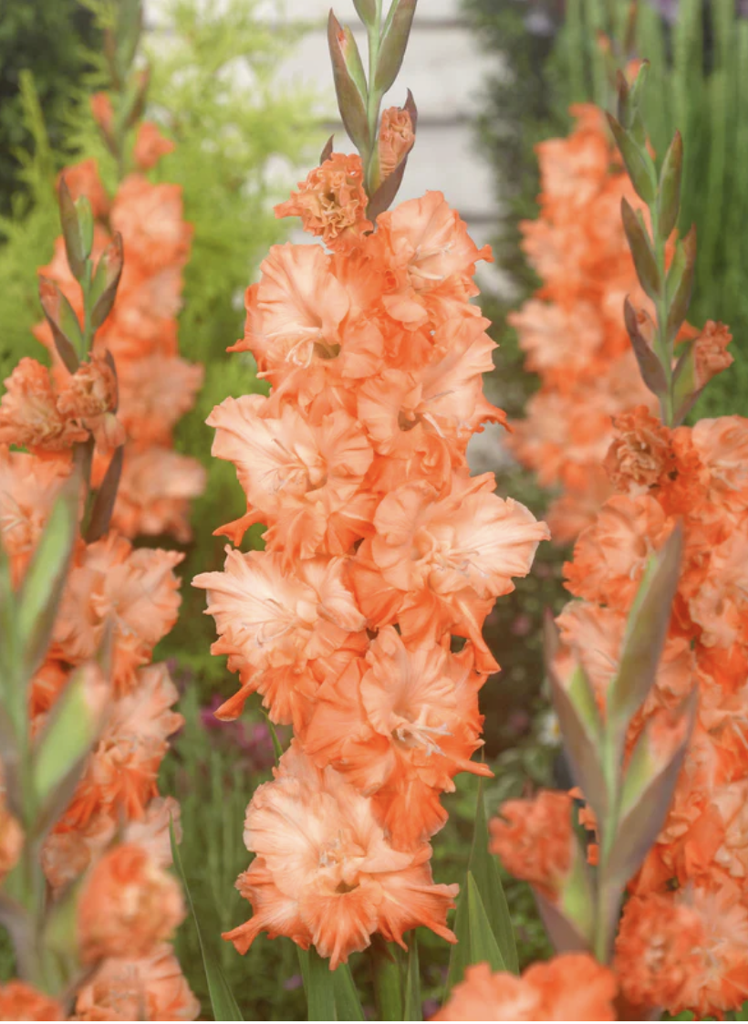 Screenshot 2026-04-20 at 11.24.33 AM.png