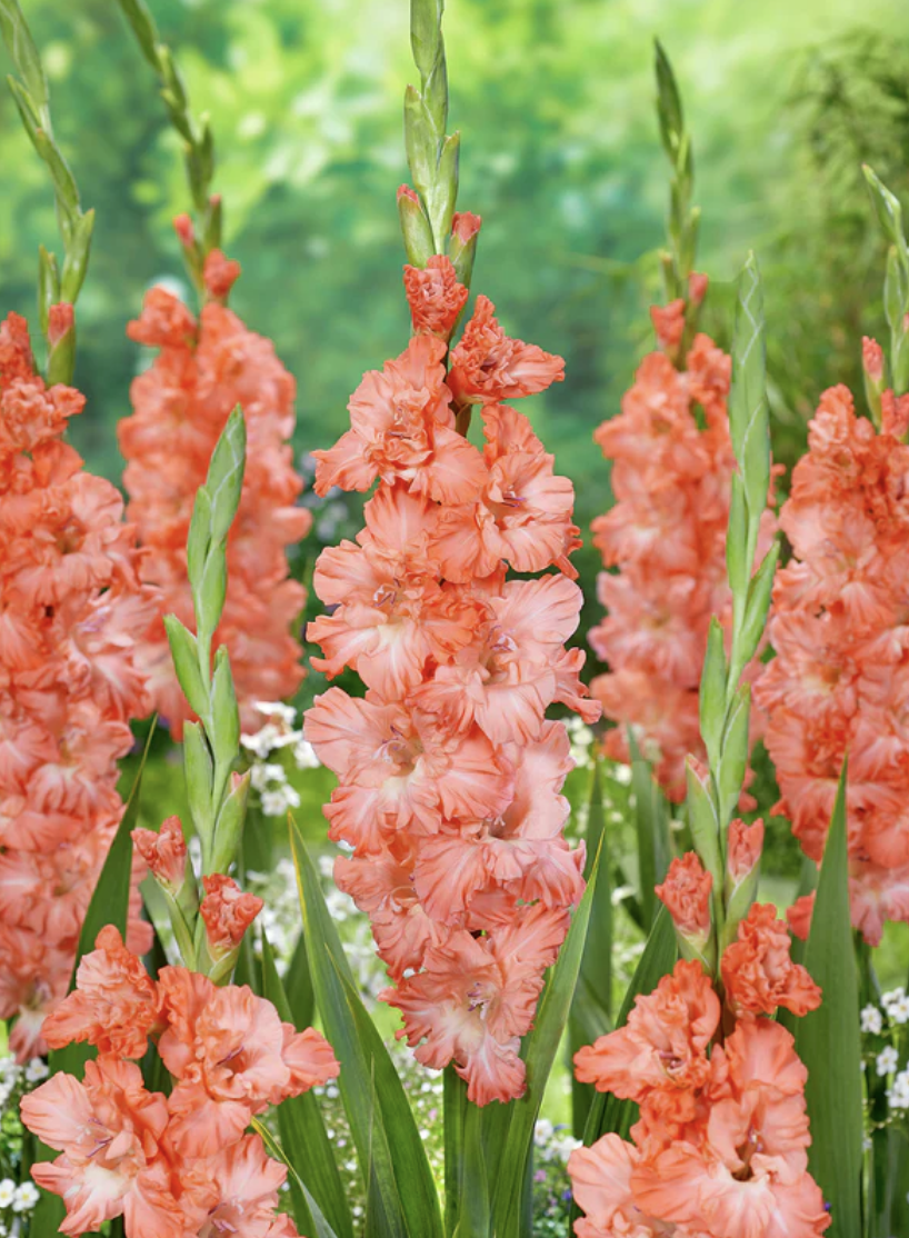 Screenshot 2026-04-20 at 11.24.18 AM.png