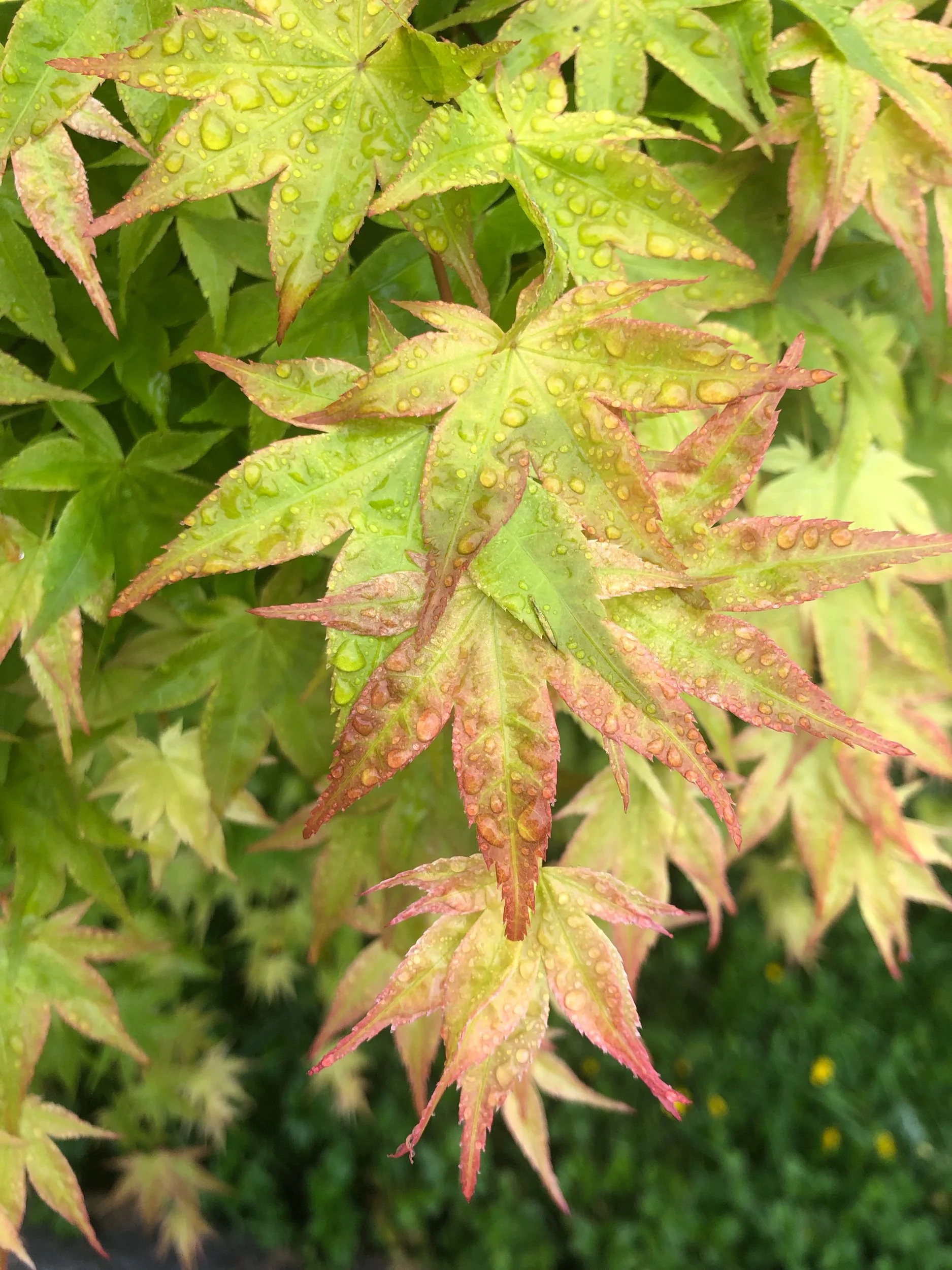 IMG_0292.jpeg