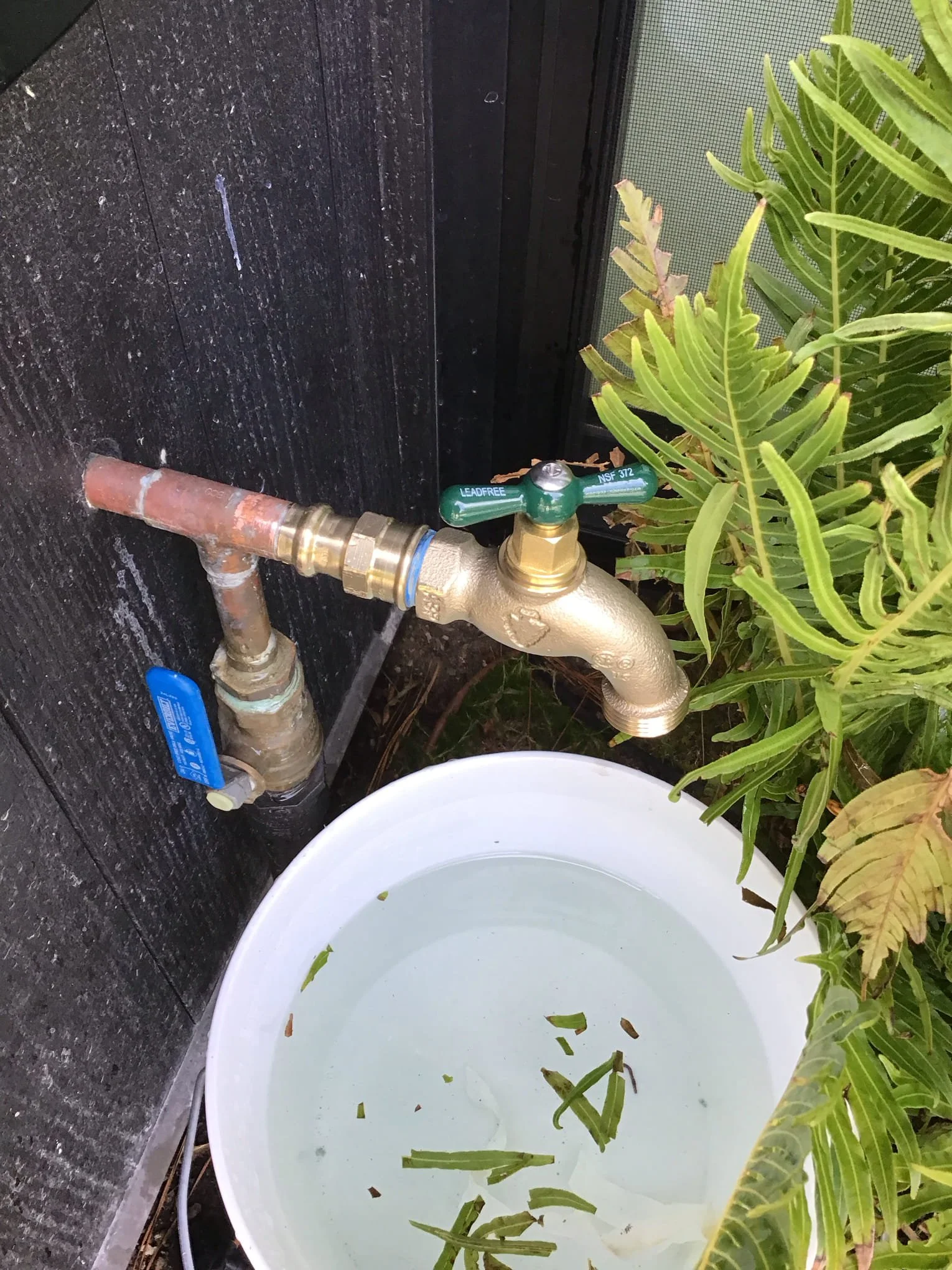 The image shows a close-up of outdoor plumbing with a brass water valve labeled 'Leadfree NSF 372' connected to copper pipes on a dark textured wall. There is a large white bucket filled with water and some green leaves floating on the surface. To the right, there are green plants with elongated leaves.