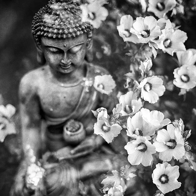 We are all leaves from different branches of the same tree.

We are not seperate.

We are connected.

May healing come to those who are suffering.

May wisdom come to those who are causing others pain.

Om shanti shanti, om peace peace.
.
#balancewit