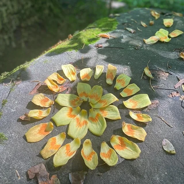 B E C O M I N G  W H O L E ::: These petals from the flowers of the yellow poplar, or &ldquo;tulip tree&rdquo;, kept catching my eye today on the trails. The pretty orange gradient reminds me of candy corn from when I was kid. I decided to collect a 