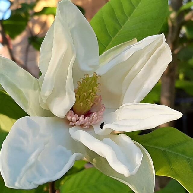 #lenapalenius #magnolia #charlescoats #green #garden #swedish #artstudio #artoninstagram#textileart#lenapaleniusswedishartstudio