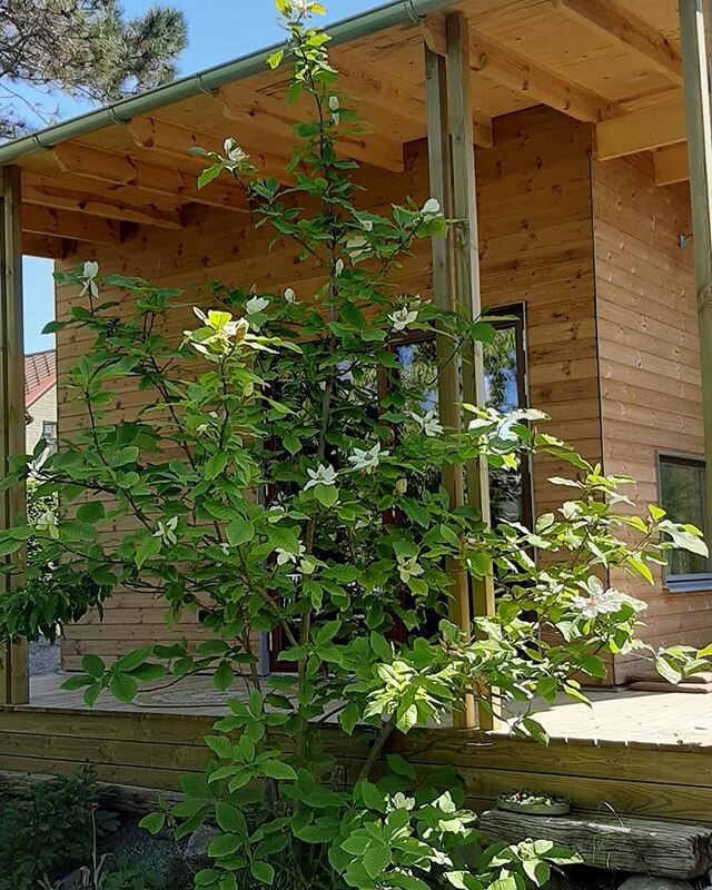 #lenapalenius the studio was built to fit the existing plant. #magnolia #charlescoats #mystudio #swedish #artstudio #artoninstagram #textileart #lenapaleniusswedishartstudio #green #garden