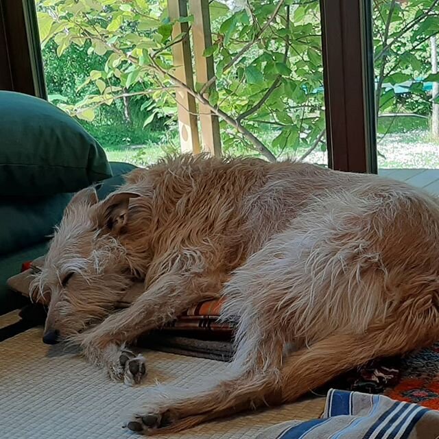 #lenapalenius #Ginny the #studiodog is taking a nap #inthestudio #gingerdog #lurcher #rescuedog #hundarutanhem #swedish #artstudio #artoninstagram #textileart#lenapaleniusswedishartstudio