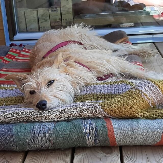 #lenapalenius Ginny the #gingerdog #studiodog #lurcher #rescuedog #hundarutanhem #Ginny #swedish #artstudio #artoninstagram#textileart #lenapaleniusswedishartstudio
