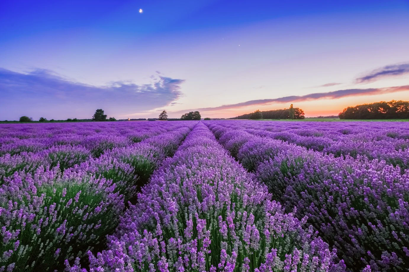 Meditation + Lavender