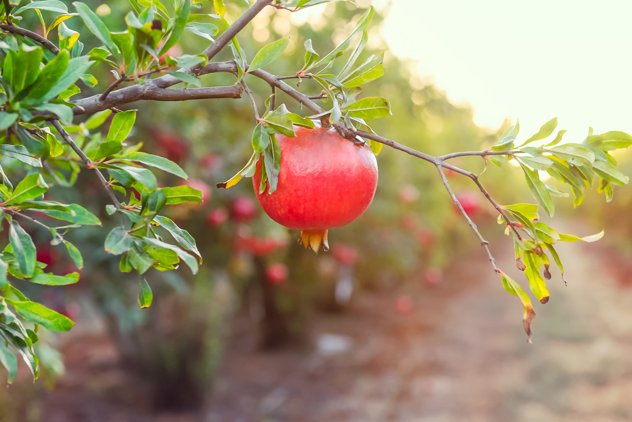 Pomegranate