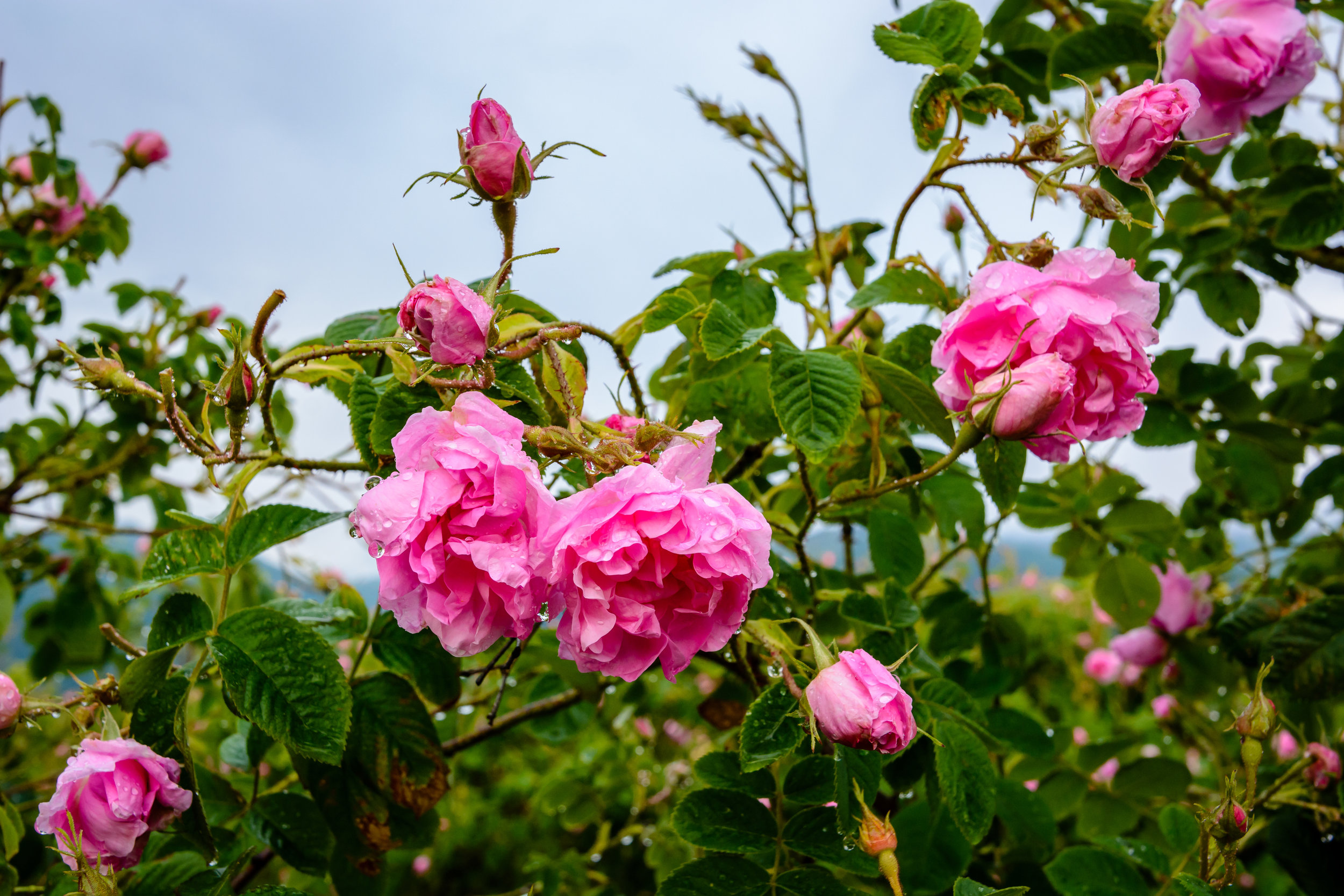 Bulgarian Rose