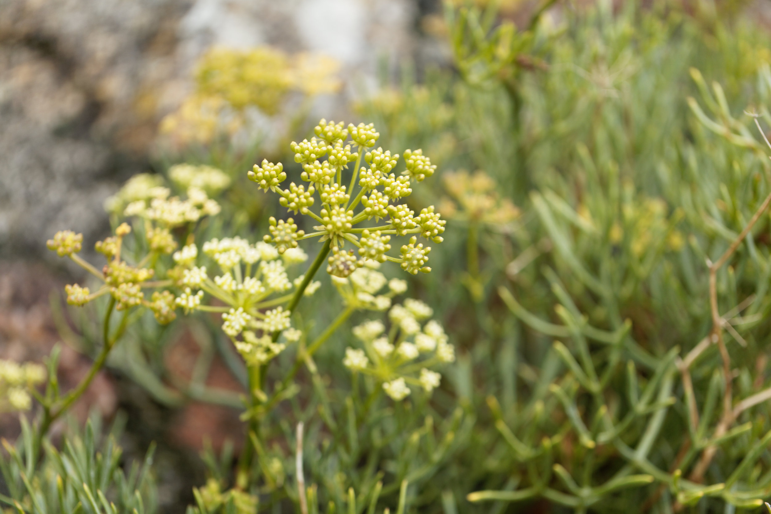 Sea Fennel