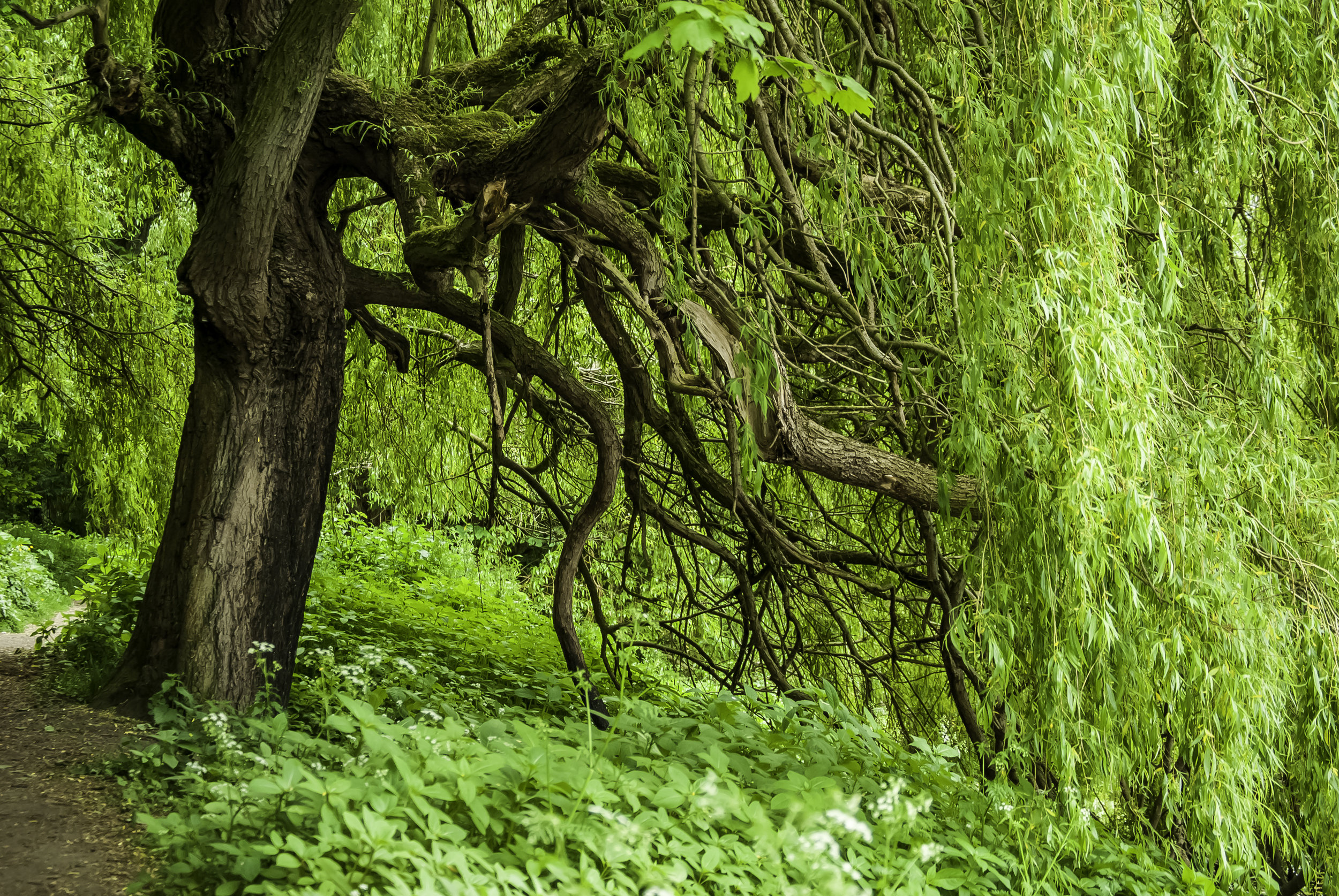 Willow Bark