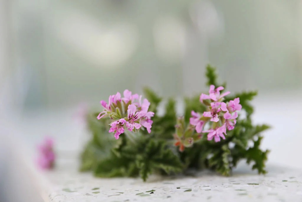 photograph of pink geranium flowers Amanda Ross Skin Care is organic, natural, family owned, and made with love.