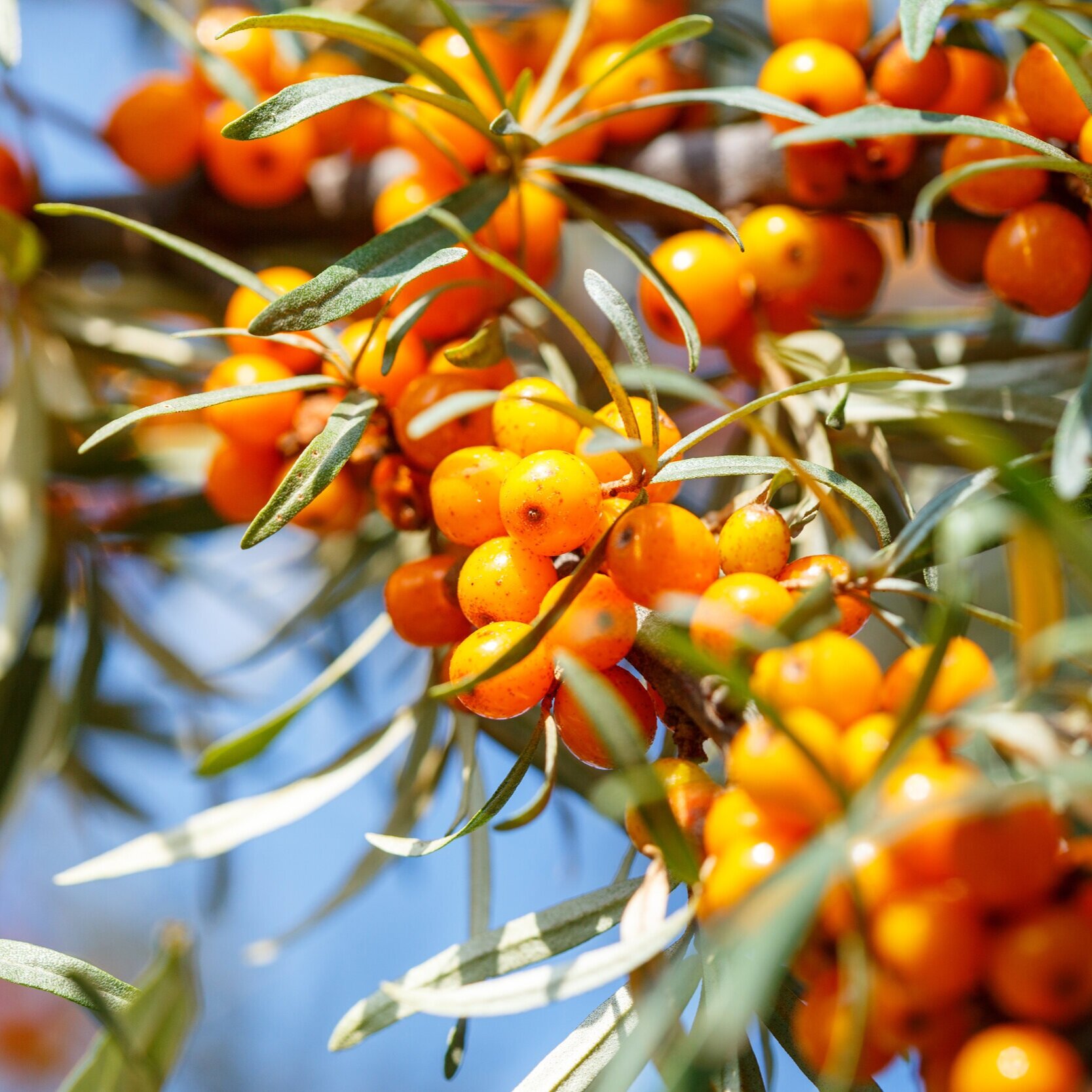 Sea Buckthorn