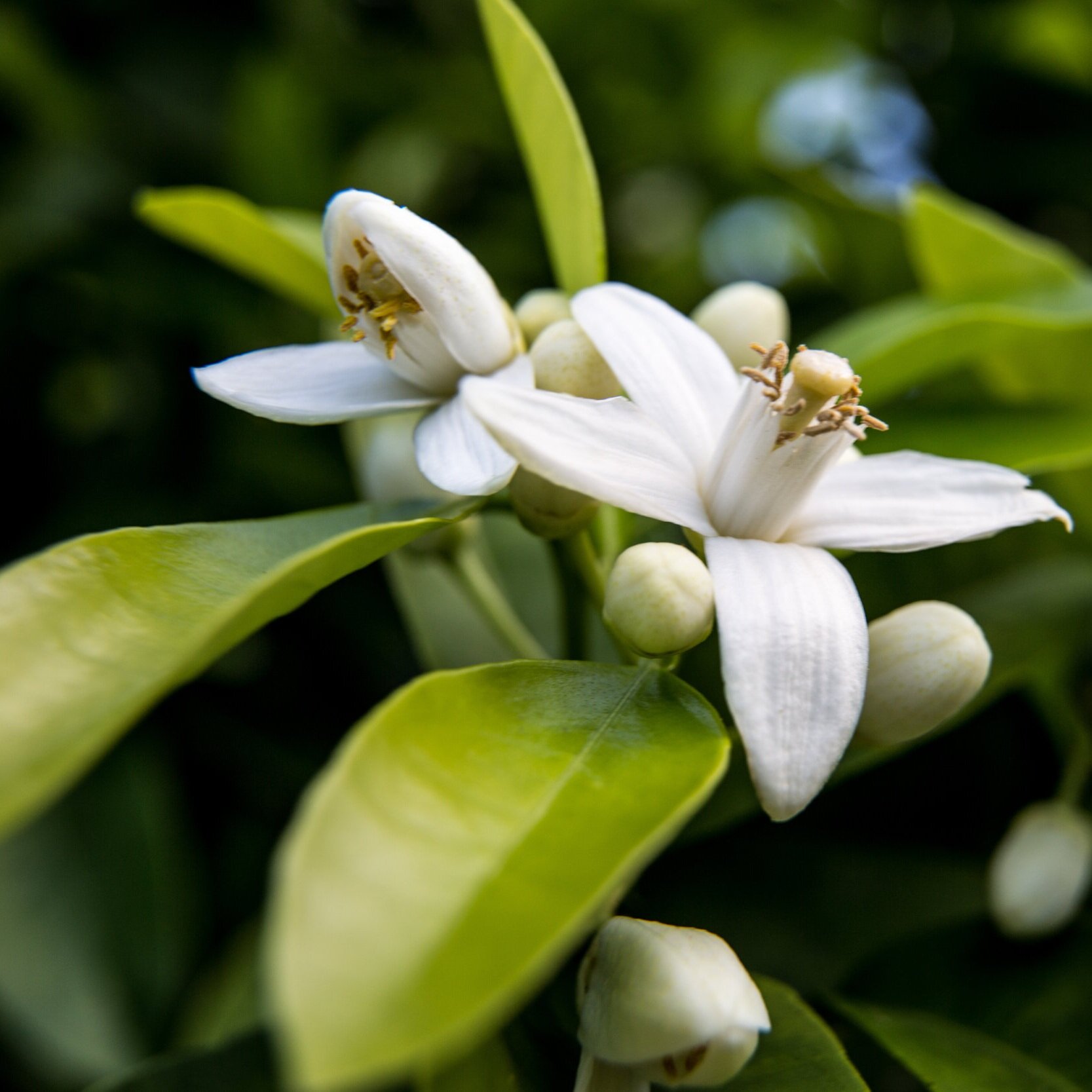 Neroli