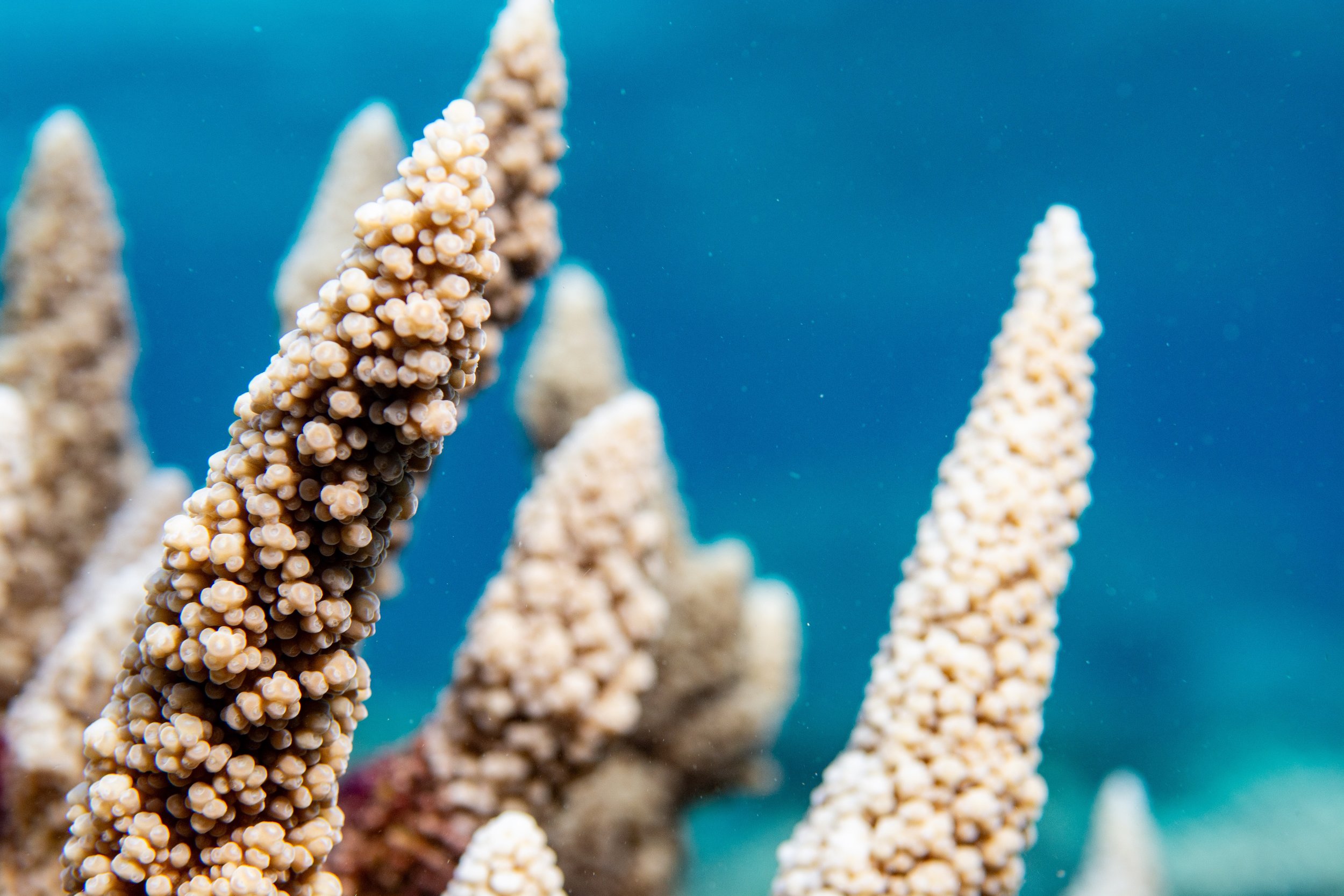 21.11.2024 Thingadhu Faru _(4).jpg