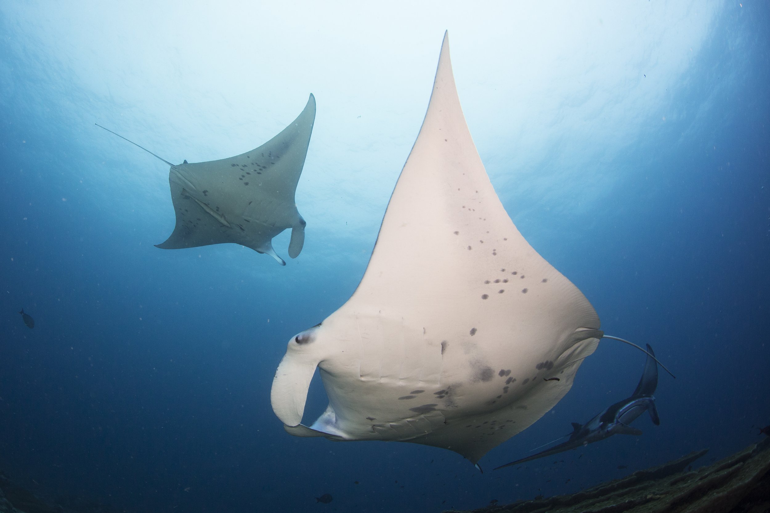 Mantha Rays Manta Ray Speciality Course — MUI By Six Senses Laamu