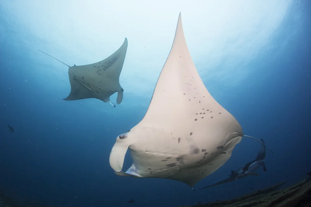 Manta Ray Speciality Course — MUI By Six Senses Laamu