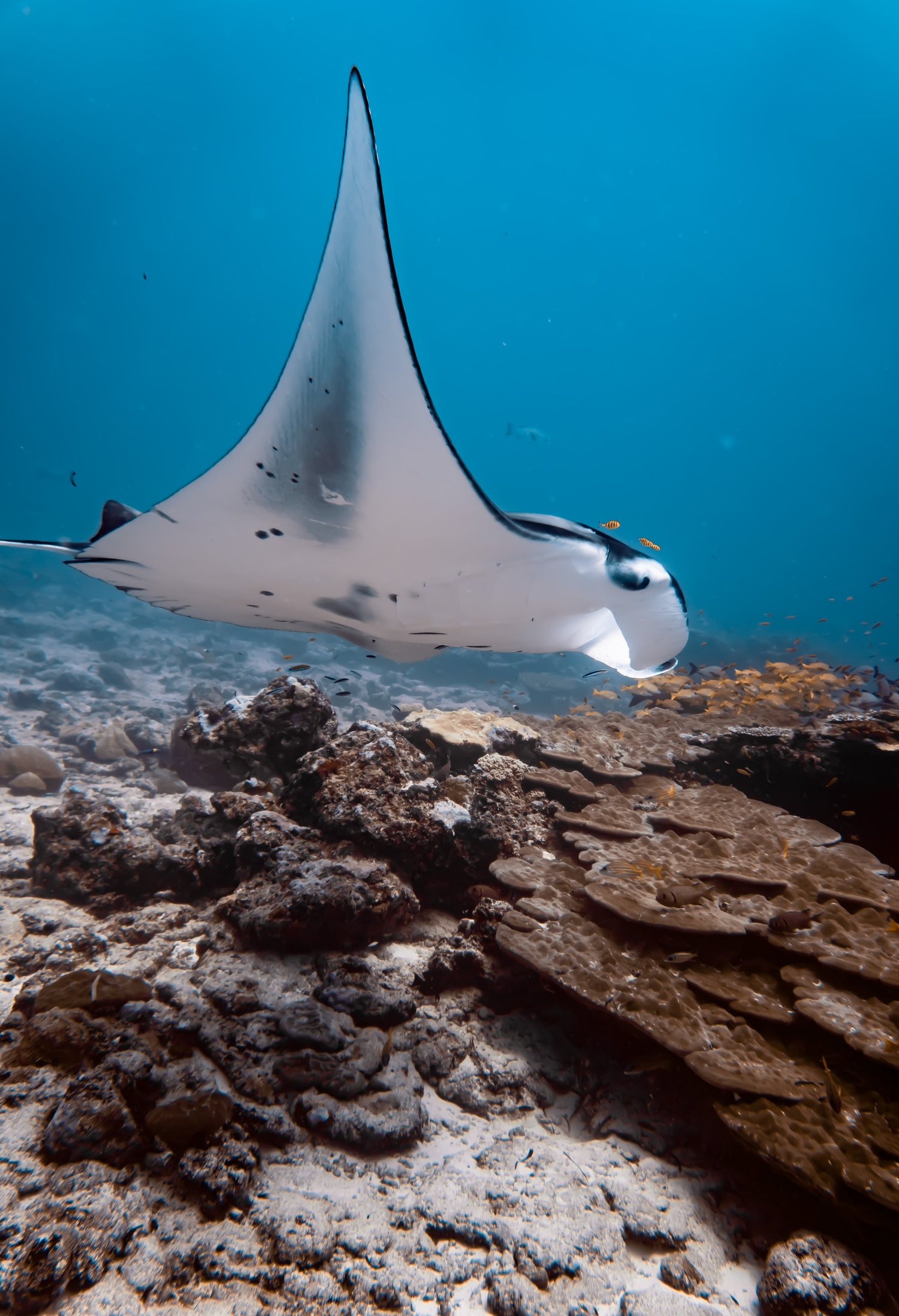 Manta Ray Conservation — MUI By Six Senses Laamu