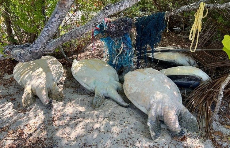 The Edition - Immobilized Turtles Rescued